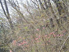 ���炫�̃c�c�W