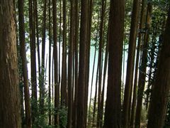 �΂̐��ؗ��̌��Ԃ���