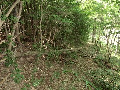 �s���ǂ܂肩��A���̓��ݐՂ�