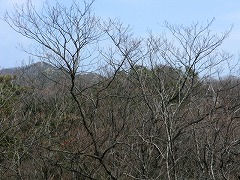 �召�R�@NHK�A���e�i