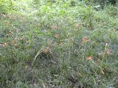 �L�c�l�m�J�~�\���̌Q��