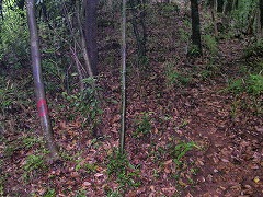 ��̂�������