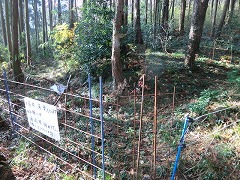 �C�m�V�V�����̓S��