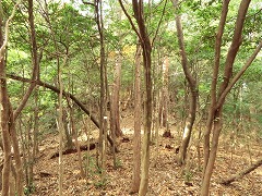 �����e�[�v��ڎw����