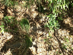 ����ɉE��ɂ�