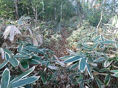 ���̐����铹