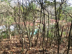 �ቺ�ɂ�܂��w��