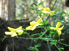 ���}�u�L�̉�