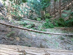 �ȑO�́A������o����