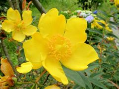 ���⓻���n�̃L���V�o�C