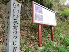 �~�c�o�c�c�W�ē���