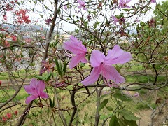 �g�E�S�N�~�c�o�c�c�W