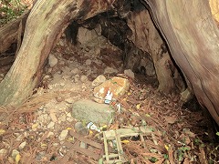 ���̖؂̃E��