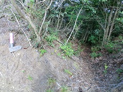 �q�ւ̉��R��