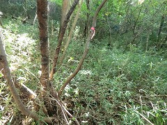 �s���N�e�[�v