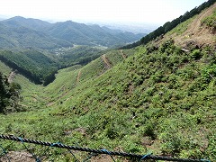 ���̂��ꂽ�Ζ�