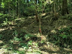 �V�����o�R��