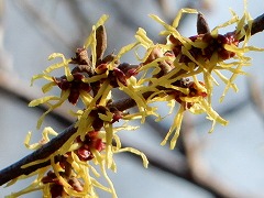 �}���T�N�̉�