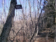 �T�W�T���s�[�N