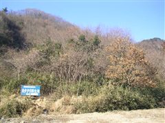 �R�[�̃J�^�N���Q���n�̊Ŕ�