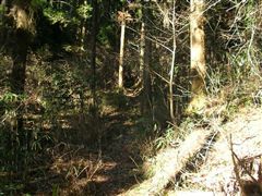 �ؗ��̓���