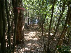 �ڈ�̃s���N�̃e�[�v