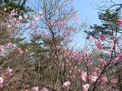 �A�J���V�I