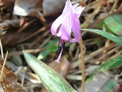 �J�^�N���̉�