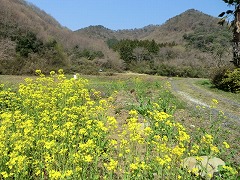 �؂̉ԁ@���V�I�R