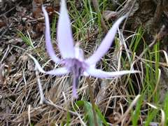 �J�^�N���@�I���R