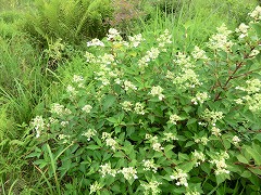 �R���c�K�@��ˎ���