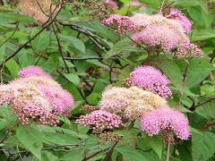 �V���c�P�@��ˎ���