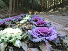 �n�{�^���@�{�ԓ�