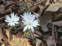 �A�Y�}�C�`�Q�@�݂����R