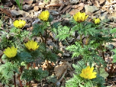 福寿草 みかも山