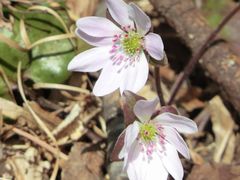 雪割草 みかも山