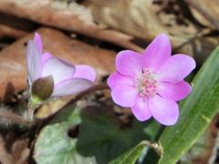 雪割草 みかも山