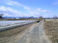 ���̒��̓��X��