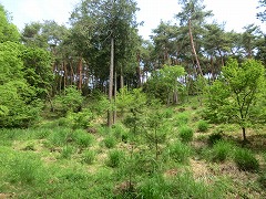 ���邢�R��