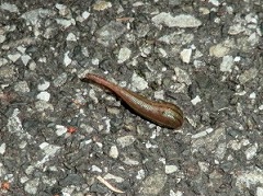 ���ԏ�ɂ����R�r��