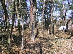 �唪���q�R