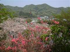 �c�c�W�z���̓W�]