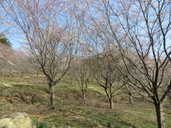 ���炭�������