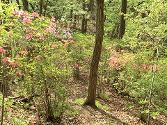 �ڎw���́A�c�c�W�̌Q��