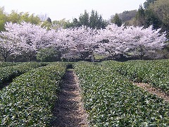 �����ƍ�