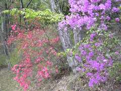 �c�c�W�@�݂����R