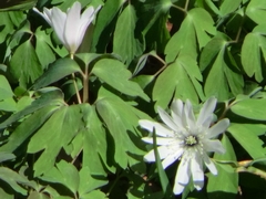 アズマイチゲ みかも山