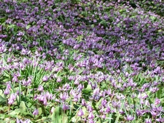 �J�^�N���@�݂����R