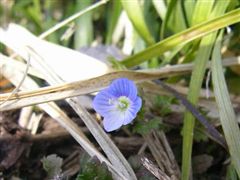 ���̂ӂ���