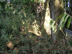 �M�̓����s���I�I